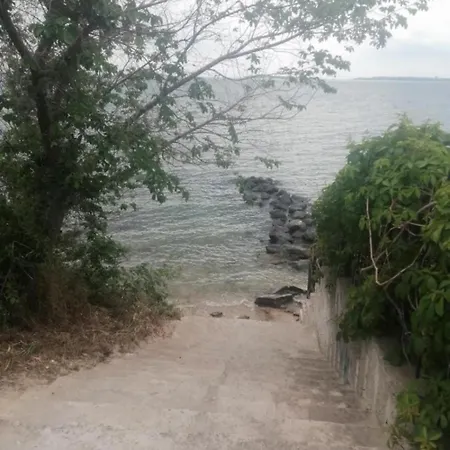 Hrizantema Horizontm Daire Sveti Vlas